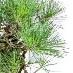 Pinus Thunbergii Corticosa - Pino Nero - 54 cm