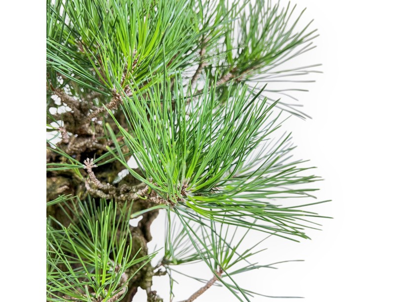 Pinus Thunbergii Corticosa - Black Pine - 54 cm