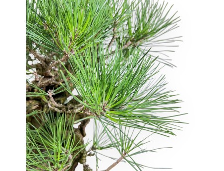 Pinus Thunbergii Corticosa - Zwarte den - 54 cm