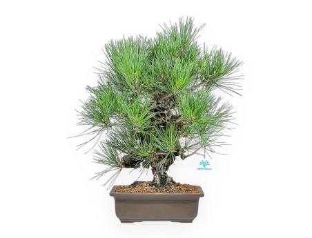 Pinus Thunbergii Corticosa - Pino Nero - 54 cm