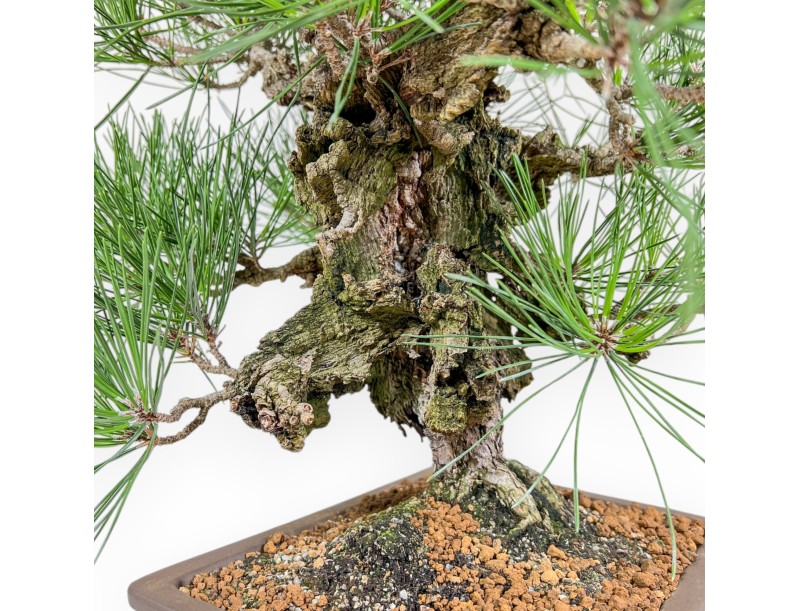 Pinus Thunbergii Corticosa - Schwarzkiefer - 54 cm