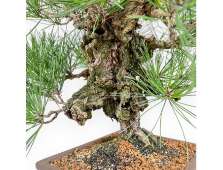Pinus Thunbergii Corticosa - Schwarzkiefer - 54 cm