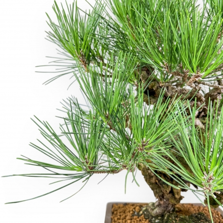 Pinus Thunbergii Corticosa - Pino Nero - 54 cm