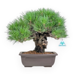 Pinus Thunbergii Gansekisho - Pino Nero - 36 cm