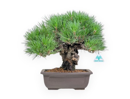 Pinus Thunbergii Gansekisho - Black Pine - 36 cm