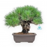 Pinus Thunbergii Gansekisho - Pino Nero - 36 cm
