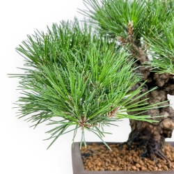 Pinus Thunbergii Gansekisho - Pino Nero - 36 cm