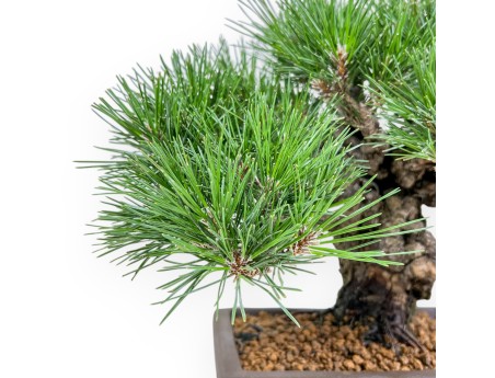 Pinus Thunbergii Gansekisho - Pino Nero - 36 cm