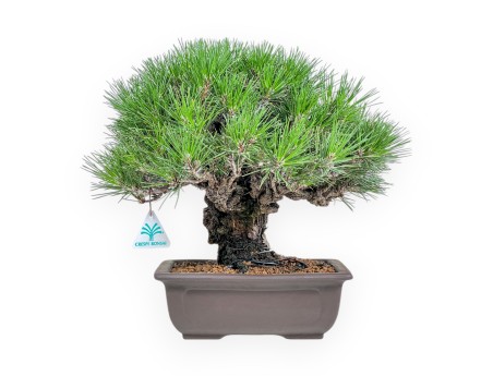 Pinus Thunbergii Gansekisho - Pino Nero - 36 cm