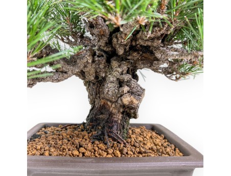 Pinus Thunbergii Gansekisho - Pin Noir - 36 cm