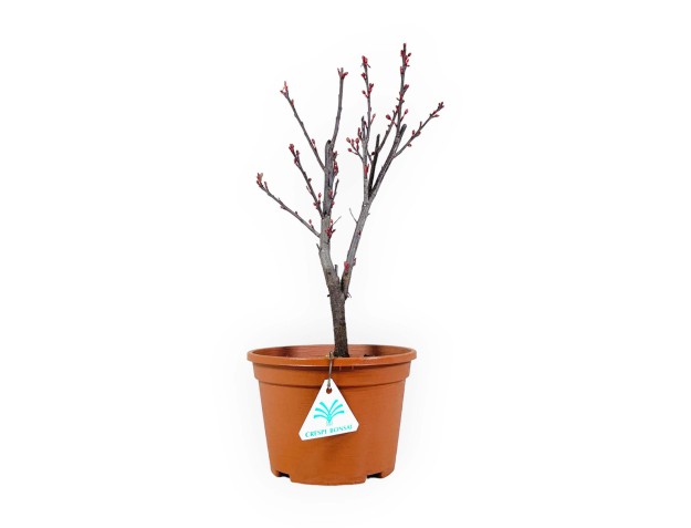 Prunus cistena atropurpureum - 33 cm 2