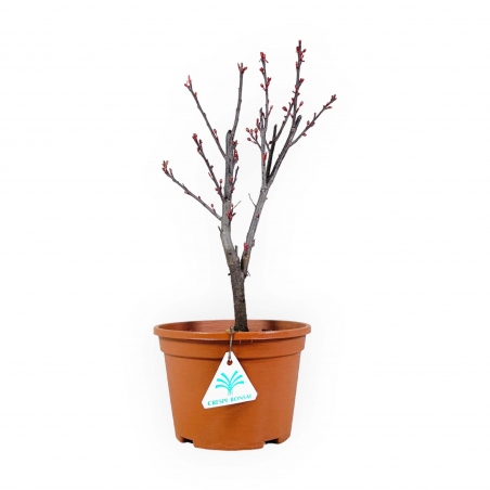 Prunus cistena atropurpureum - 33 cm