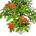 Pyracantha - 29 cm