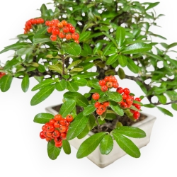 Pyracantha - 29 cm