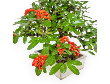 Pyracantha - 29 cm