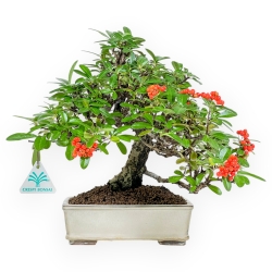 Pyracantha - 29 cm