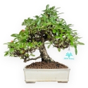 Pyracantha - 29 cm