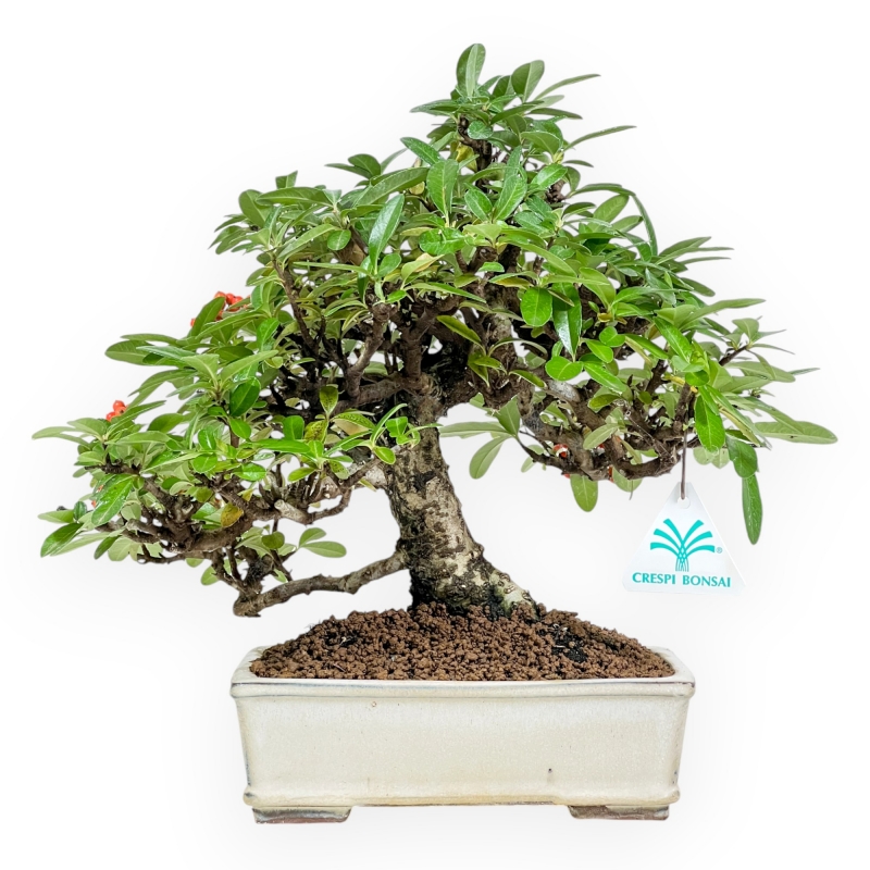 Pyracantha - 29 cm