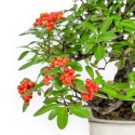 Pyracantha - 29 cm