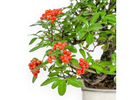 Pyracantha - 29 cm
