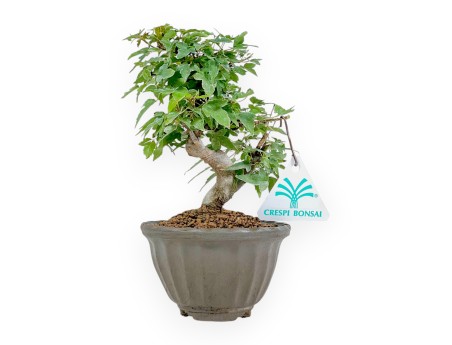 Acer Buergerianum - Acero - 19 cm