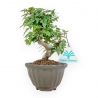 Acer Buergerianum - 19 cm