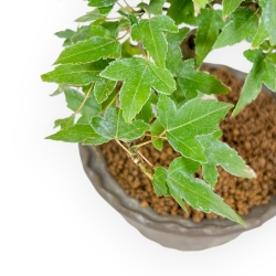 Acer Buergerianum - Acero - 19 cm