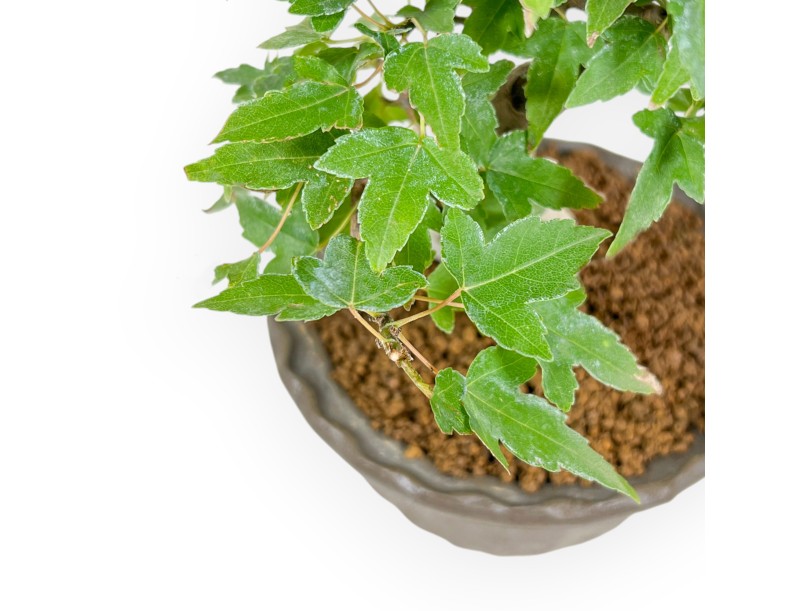 Acer Buergerianum - Maple - 19 cm