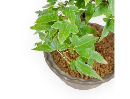 Acer Buergerianum - Acero - 19 cm