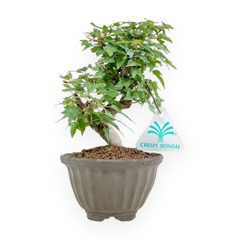 Acer Buergerianum - 19 cm