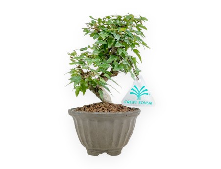Acer Buergerianum - Érable - 19 cm