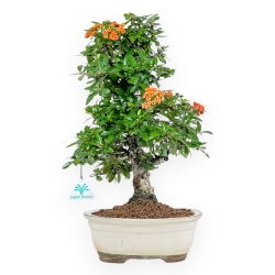 Pyracantha - 43 cm