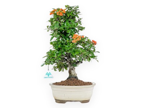 Pyracantha - 43 cm