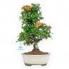 Pyracantha - 43 cm