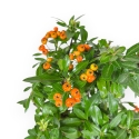 Pyracantha - 43 cm