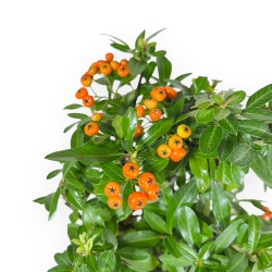Pyracantha - 43 cm