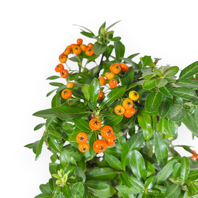 Pyracantha - 43 cm
