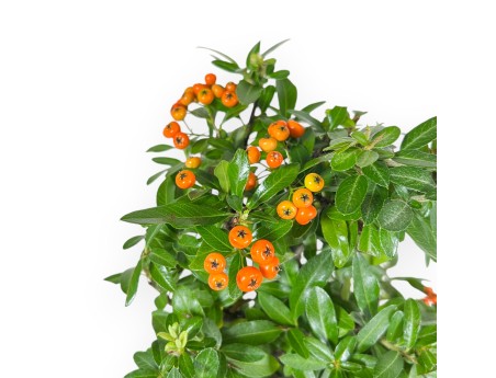 Pyracantha - 43 cm