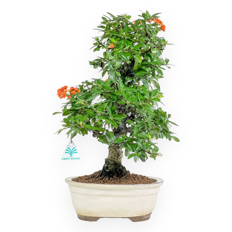Pyracantha - 43 cm