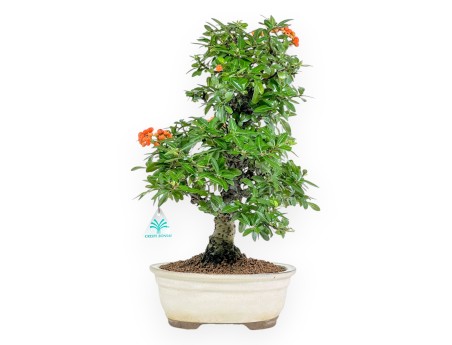 Pyracantha - 43 cm