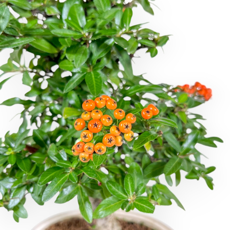 Pyracantha - 43 cm