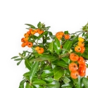 Pyracantha - 43 cm