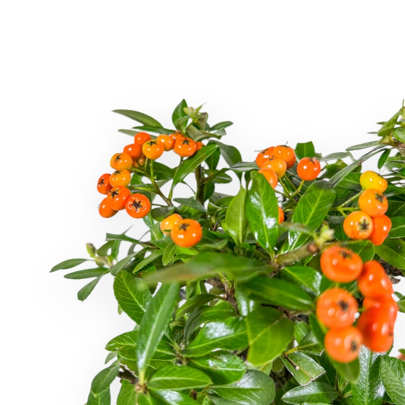 Pyracantha - 43 cm