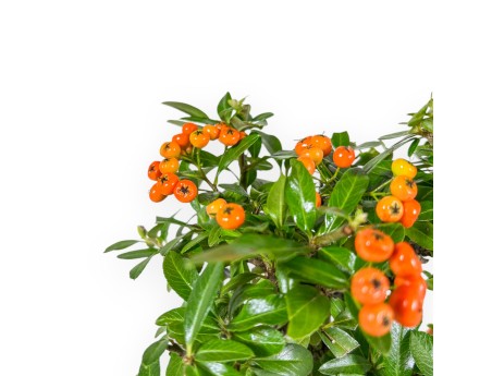 Pyracantha - 43 cm