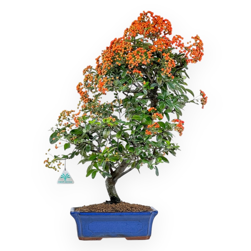 Vuurdoorn - 62 cm