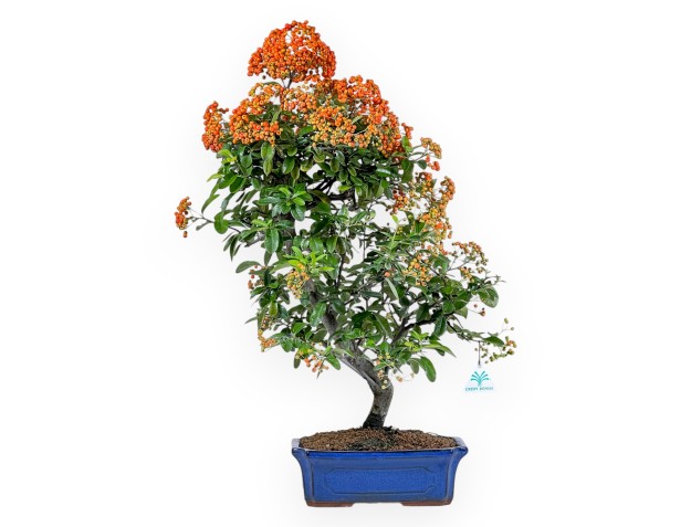 Feuerdorn – 62 cm