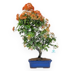 Pyracantha - 62 cm