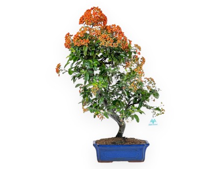Vuurdoorn - 62 cm
