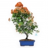 Pyracantha - 62 cm