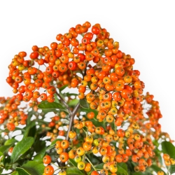 Pyracantha - 62 cm